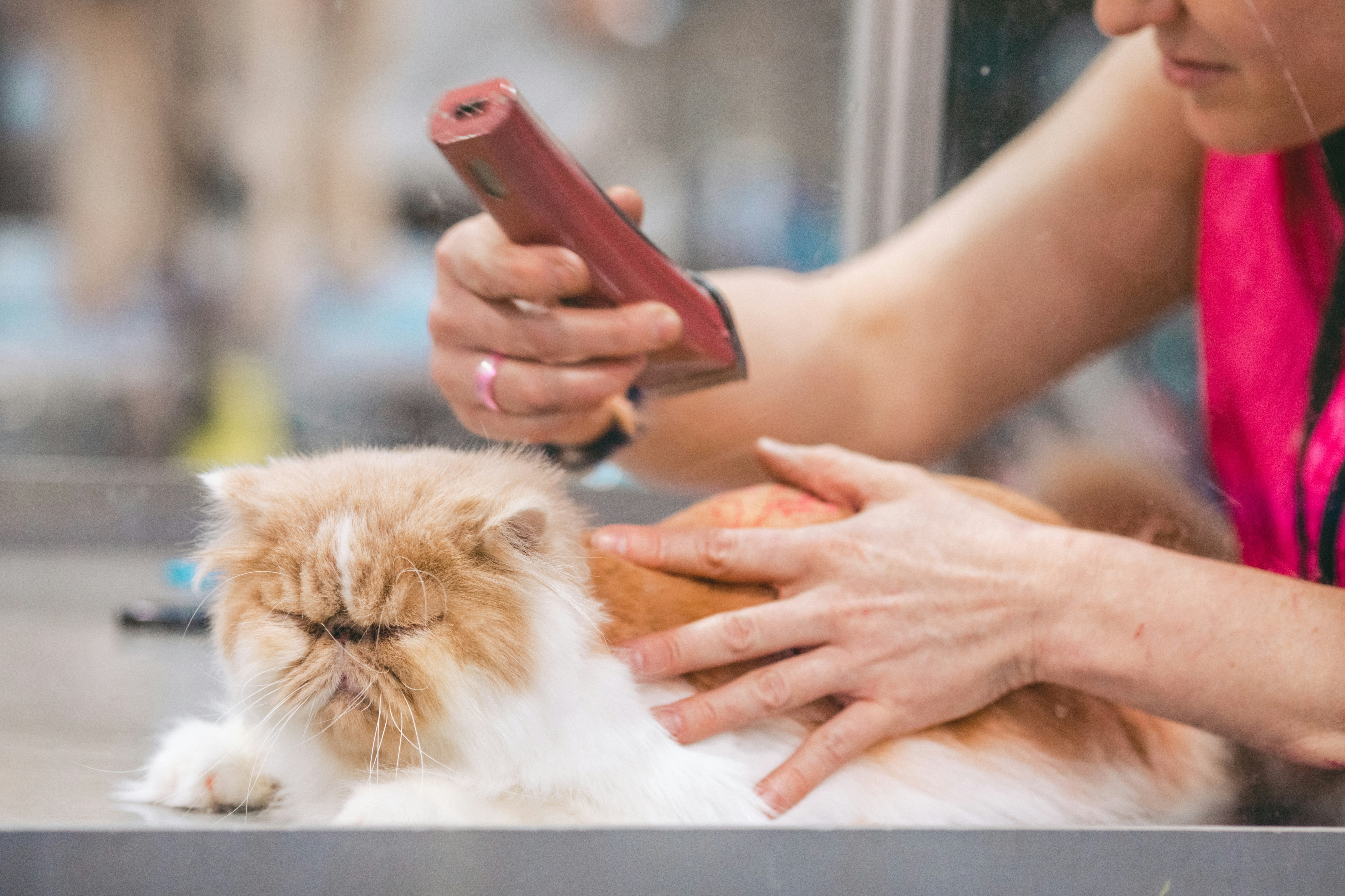 Grooming Tools for Healthy Pets